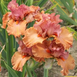 flame amber